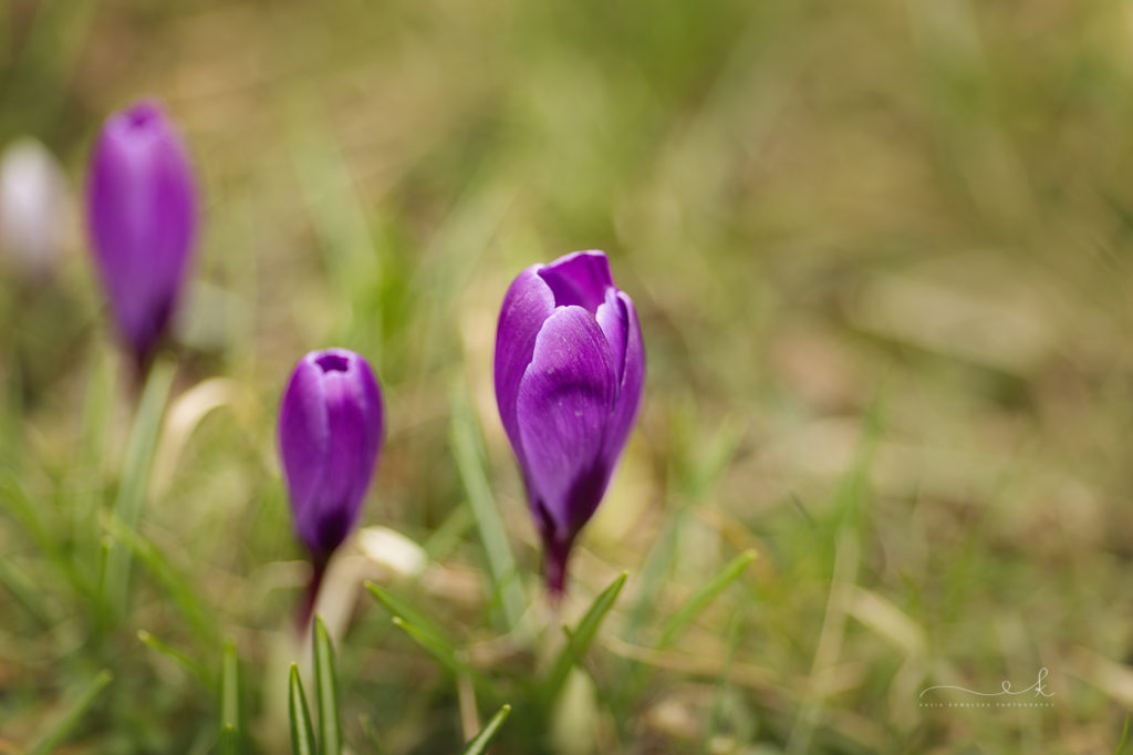wiosenna mini sesja ciążowa